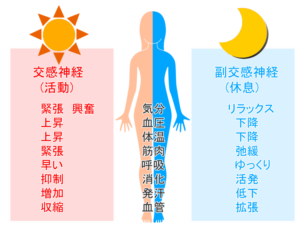 交感神経と副交感神経