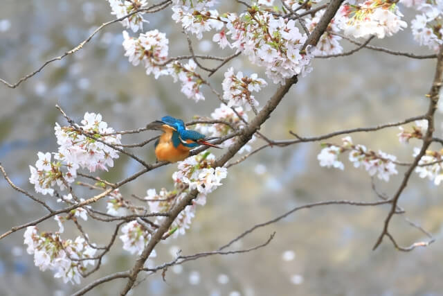 桜の木の鳥