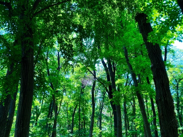森を見て木を治す