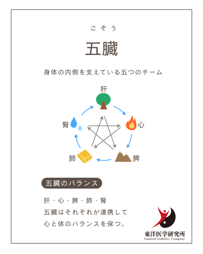 五臓