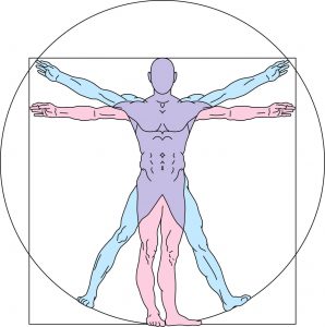 人体