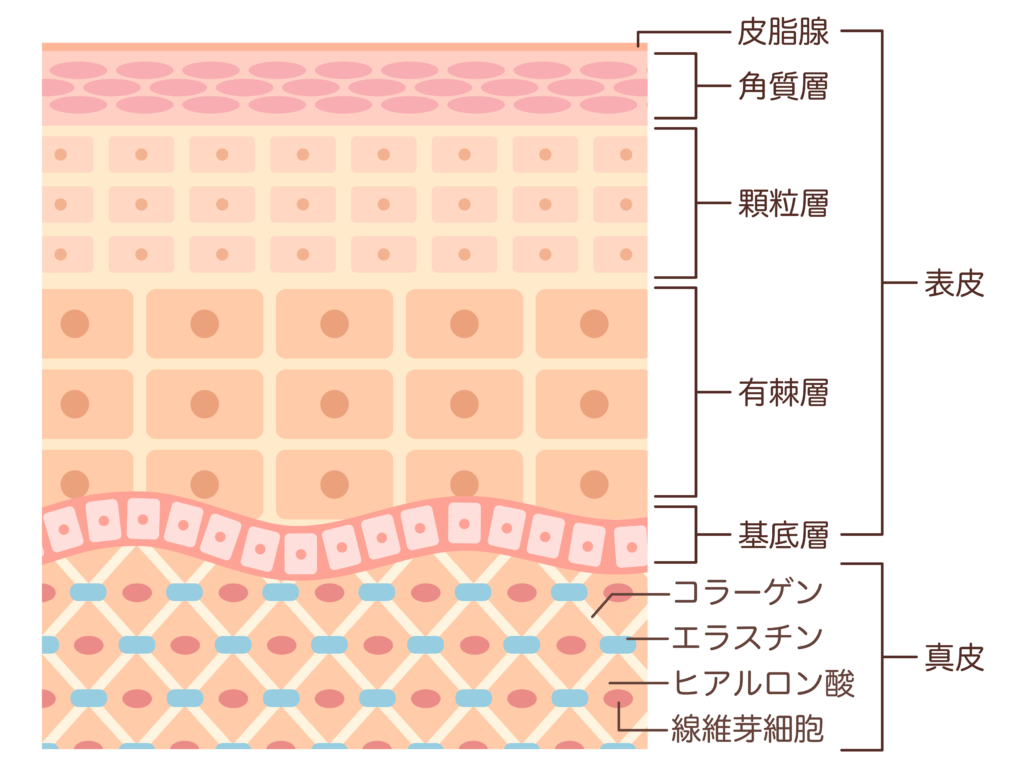 肌の断面図