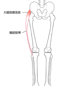 腸脛靭帯