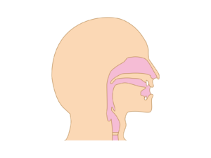 鼻の断面図