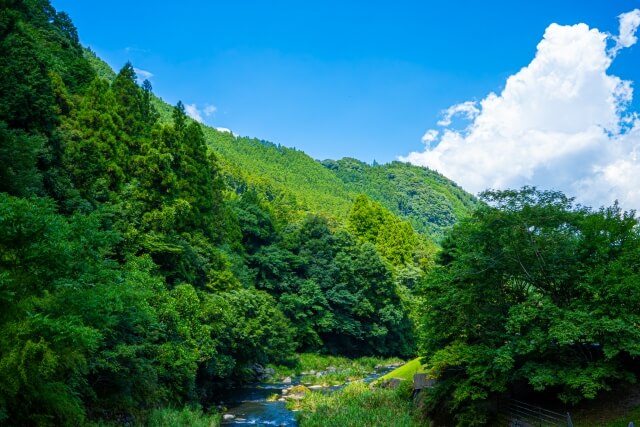 森林
